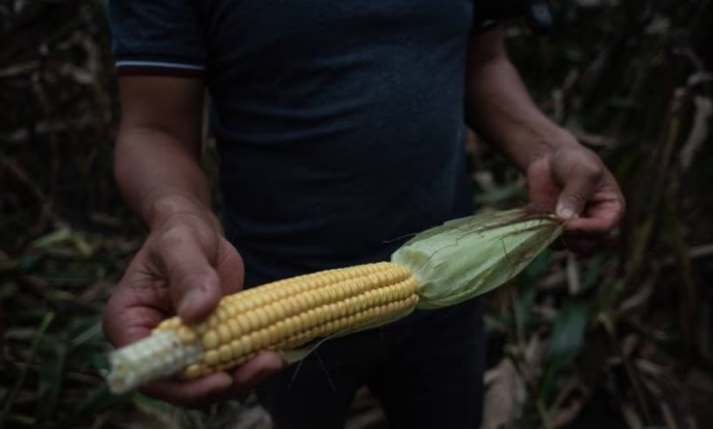 El decreto de AMLO señala que el gobierno se abstendrá de otorgar permisos para la importación, producción y distribución del glifosato.